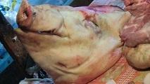 pig head