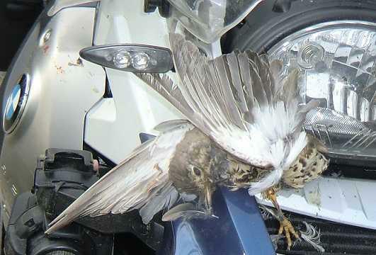 kom ik op hoge snelheid een vogel tegen die de snelheid van een motor niet kent.